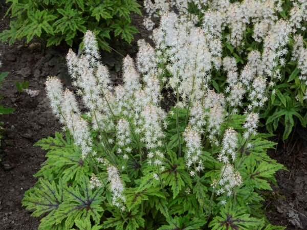 Foamflower, Cutting Edge