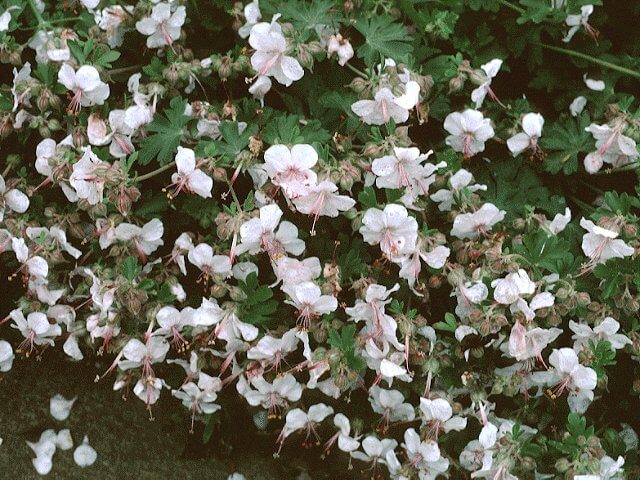 Geranium, Biokovo