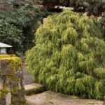 False Cypress, Golden Charm Threadleaf
