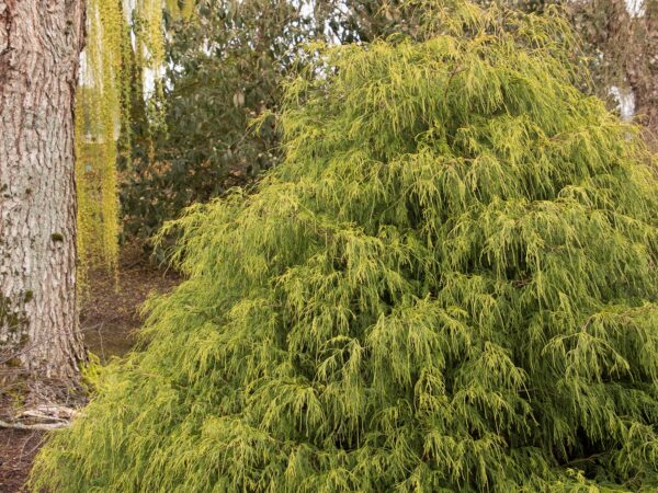 False Cypress, Golden Charm Threadleaf - Image 3