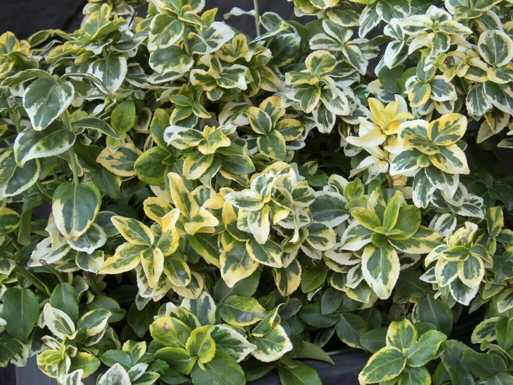 Euonymus, Golden Prince