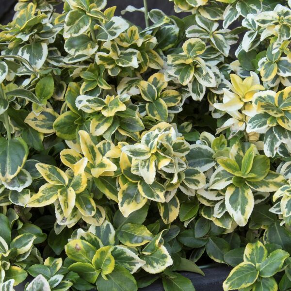 Euonymus, Golden Prince