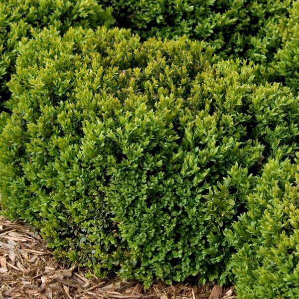 Boxwood, Green Velvet