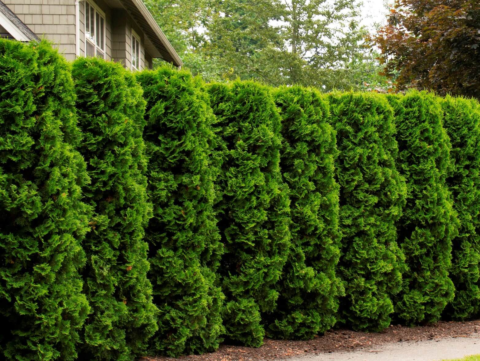 Arborvitae, Holmstrup