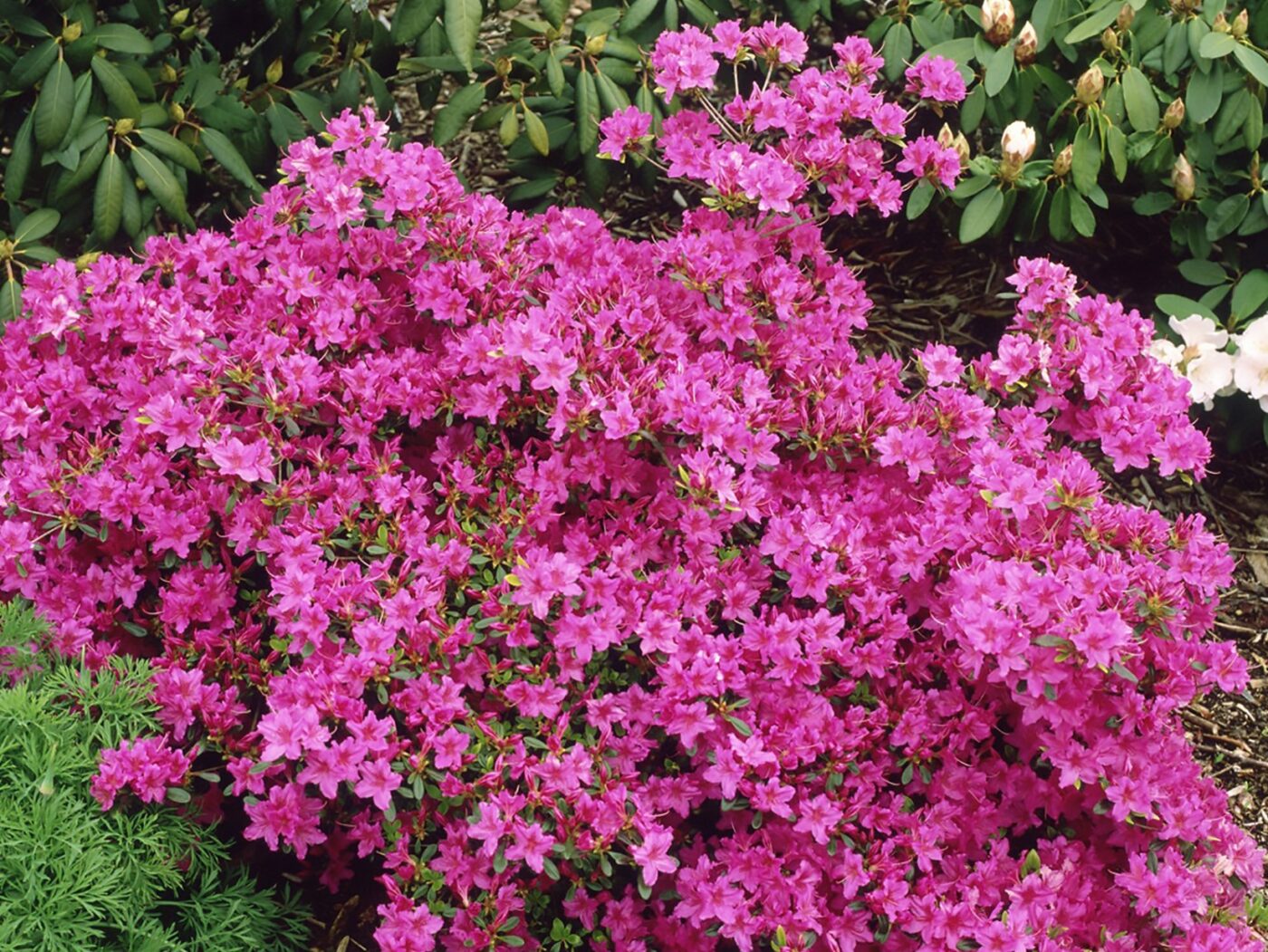 Azalea, Karen Campbell's Nursery