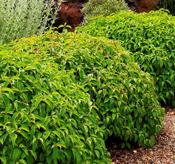 Dogwood, Dwarf Kelsey