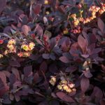 Barberry, Lava Nugget