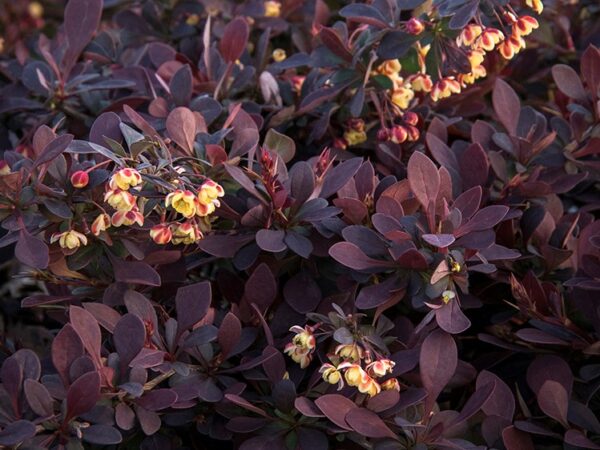 Barberry, Lava Nugget