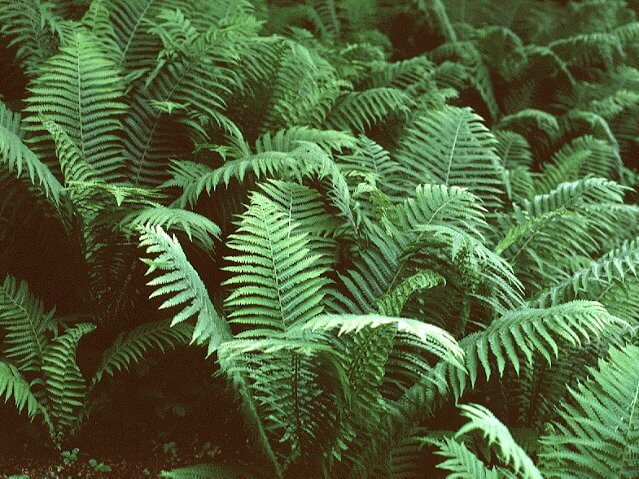 Fern, Ostrich