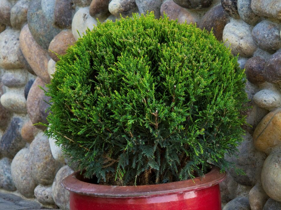 Juniper, Mint Julep Campbells Nursery