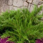 Juniper, Mint Julep