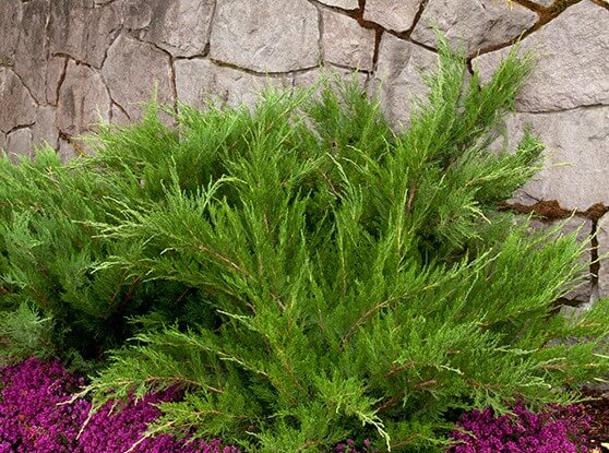Juniper, Mint Julep
