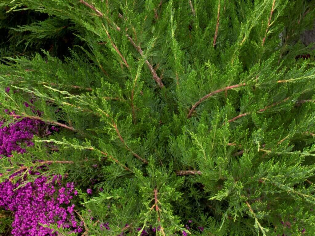Juniper, Mint Julep Campbells Nursery