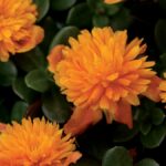 Portulaca, ColorBlast Double Orange