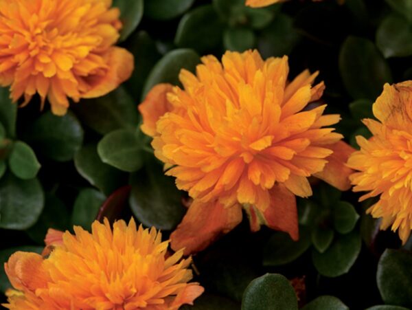 Portulaca, ColorBlast Double Orange