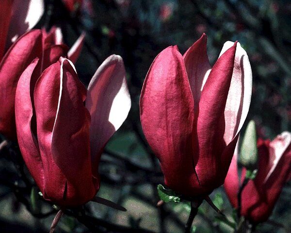 Magnolia, Lily Jane