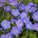 Geranium, Rozanne
