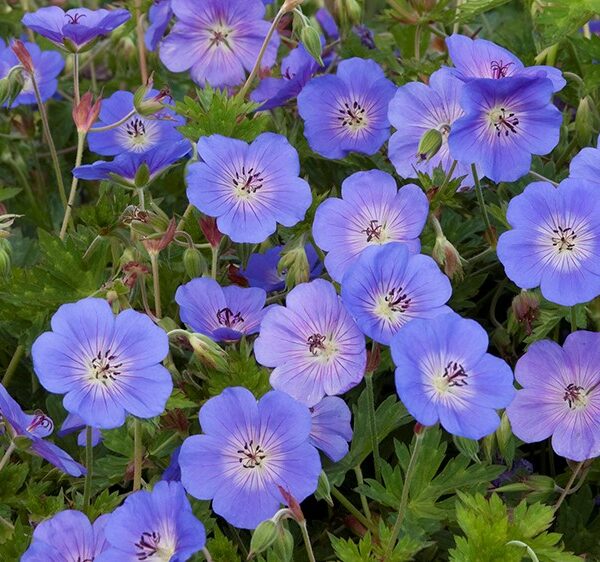 Geranium, Rozanne