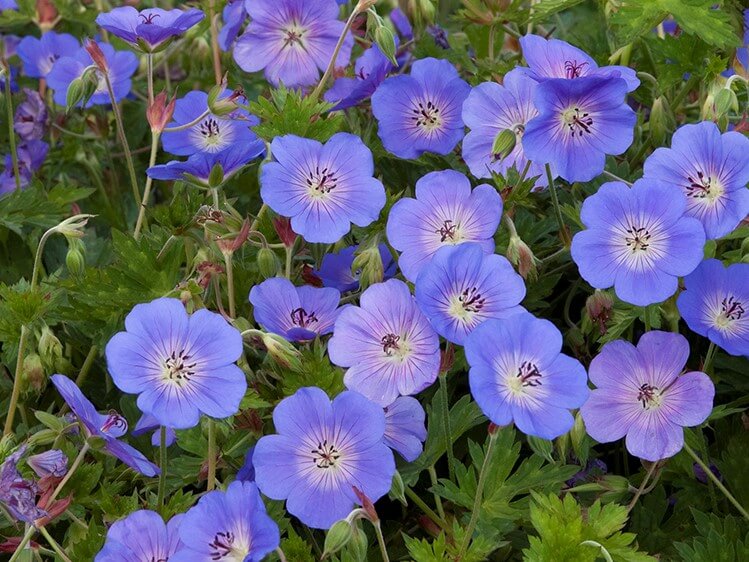 Geranium, Rozanne