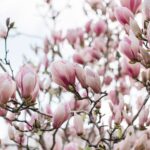 Magnolia, Saucer
