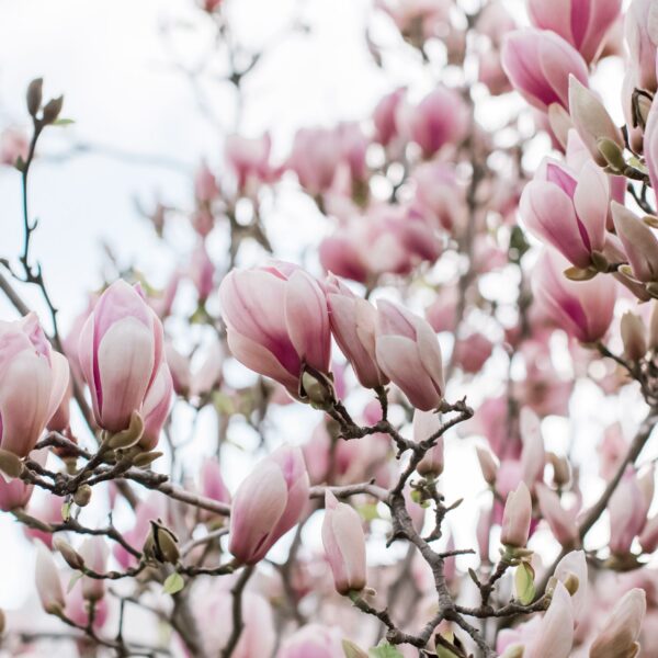 Magnolia, Saucer