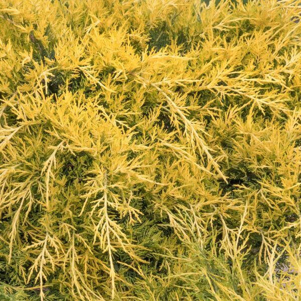 Juniper, Sea of Gold