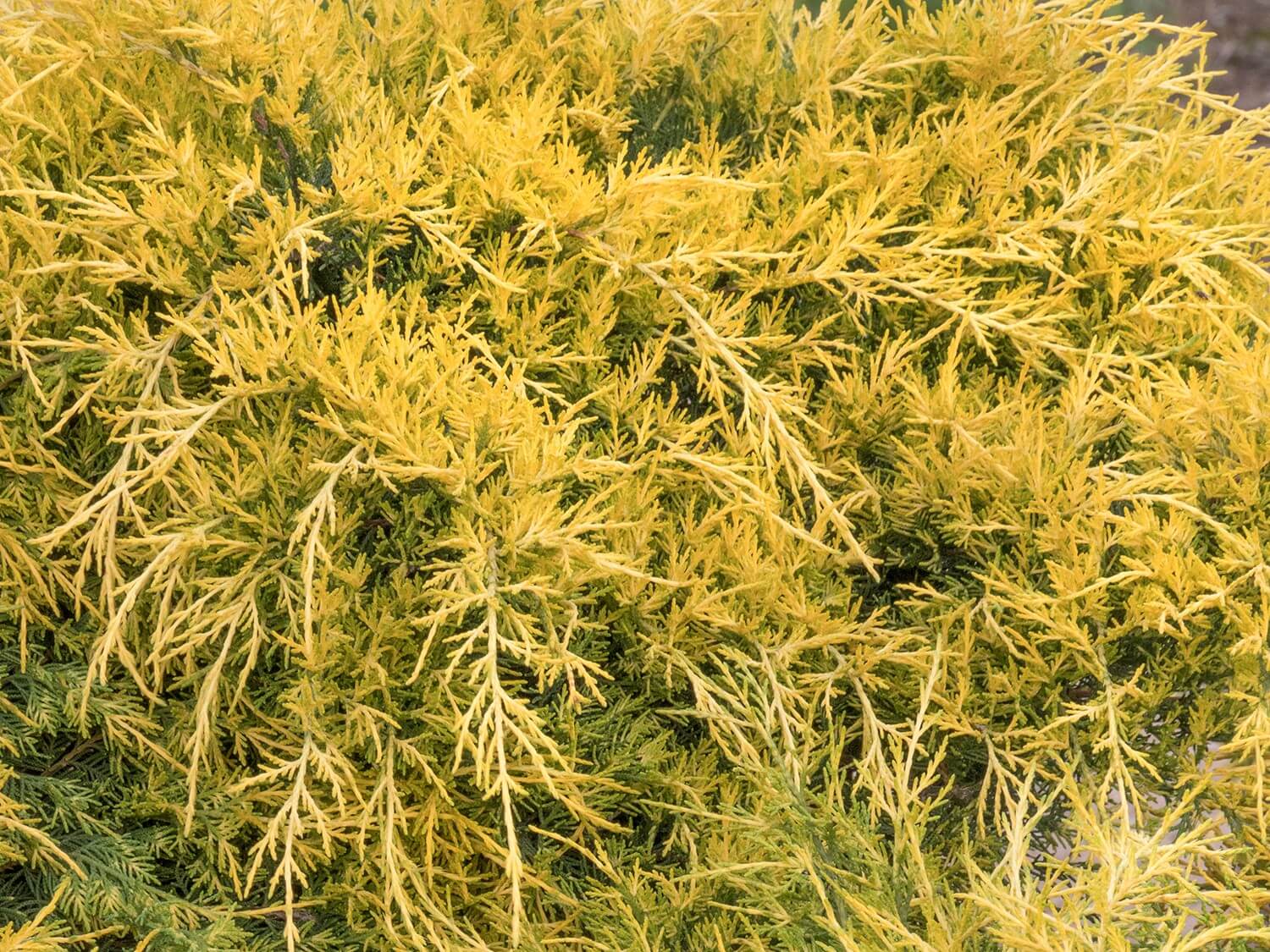 Juniper, Sea of Gold