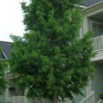 Baldcypress, Shawnee Brave