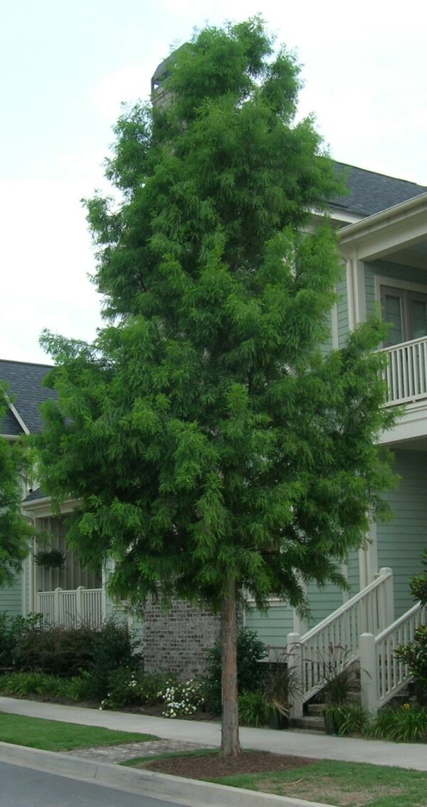 Baldcypress, Shawnee Brave