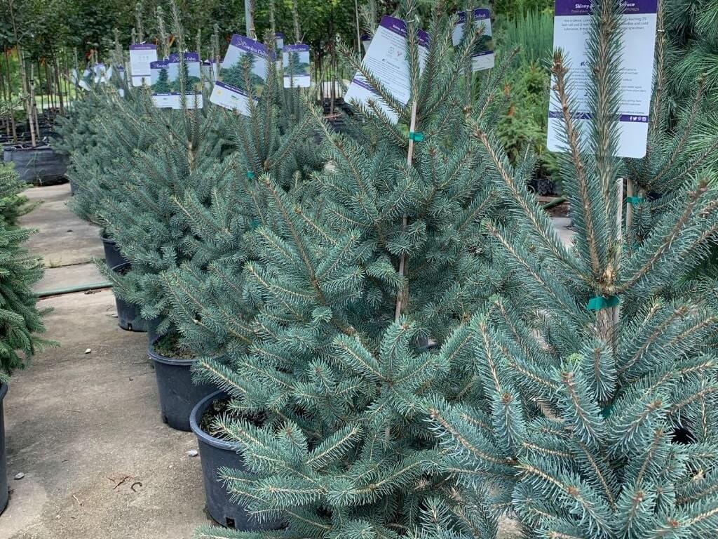Spruce, Skinny Blue Genes