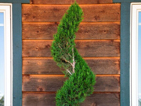 Juniper, Spartan - Image 3