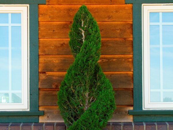 Juniper, Spartan - Image 7