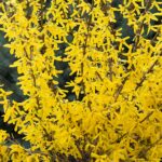 Forsythia, Springshine