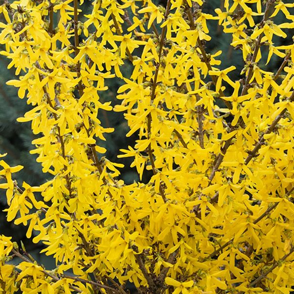 Forsythia, Springshine