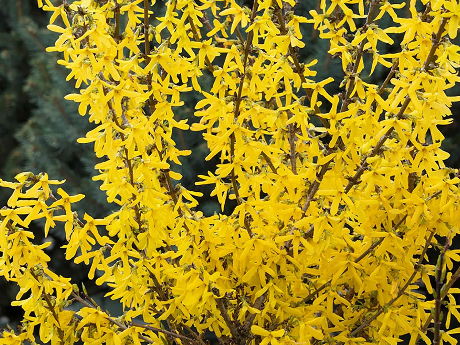 Forsythia, Springshine