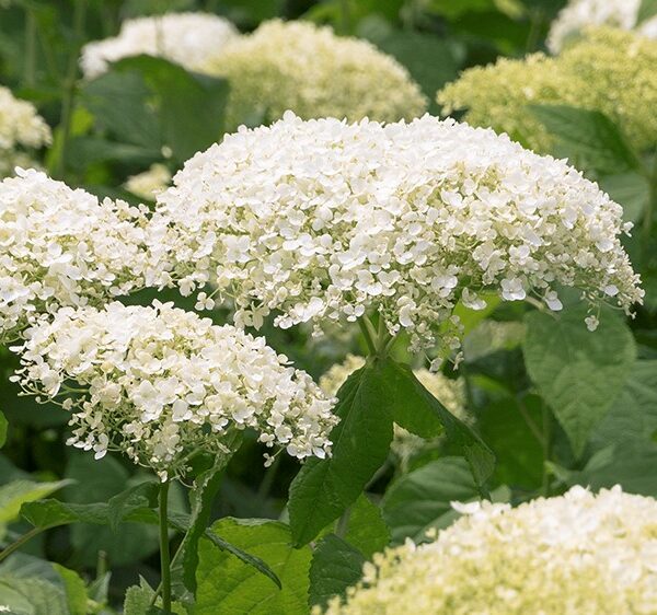 Hydrangea, Seaside Serenade Bar Harbor