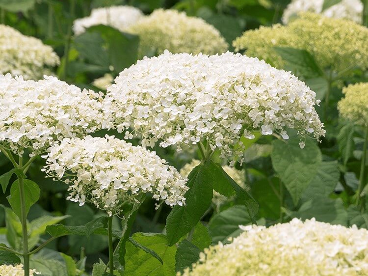 Hydrangea, Seaside Serenade Bar Harbor