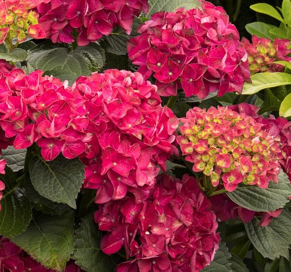 Hydrangea, Seaside Serenade Cape Hatteras
