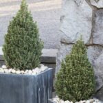 Spruce, White Dwarf Tiny Tower