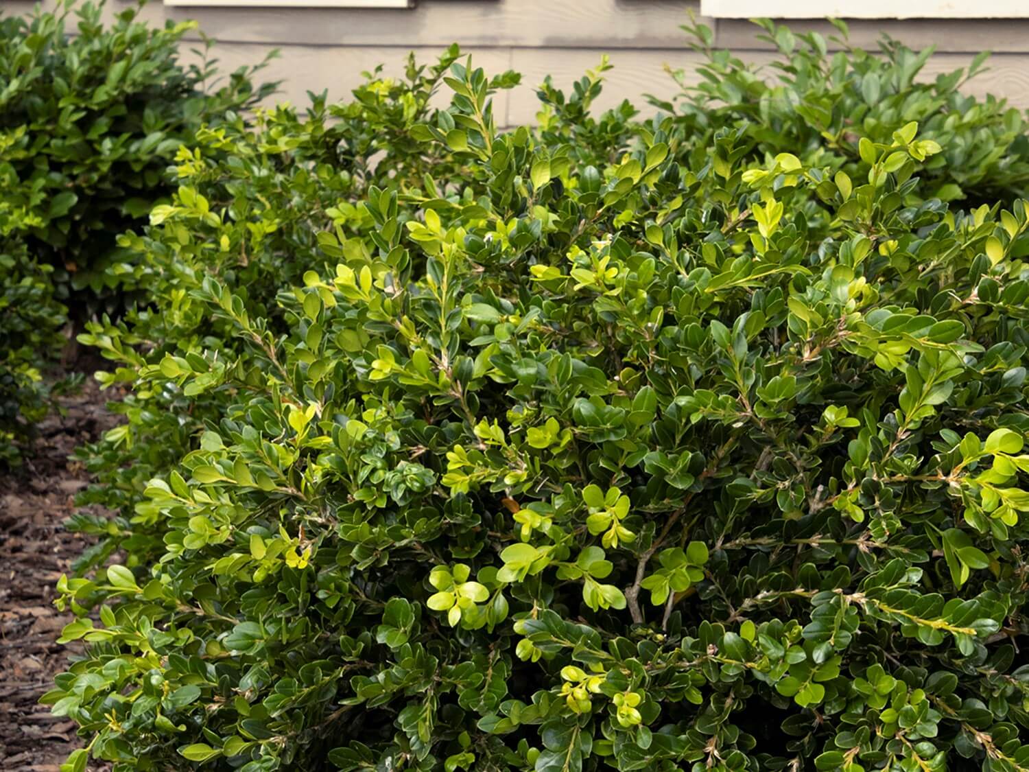 Boxwood, Unraveled Weeping