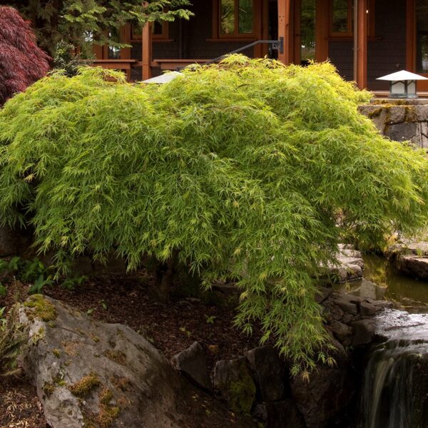 Maple, Japanese Waterfall