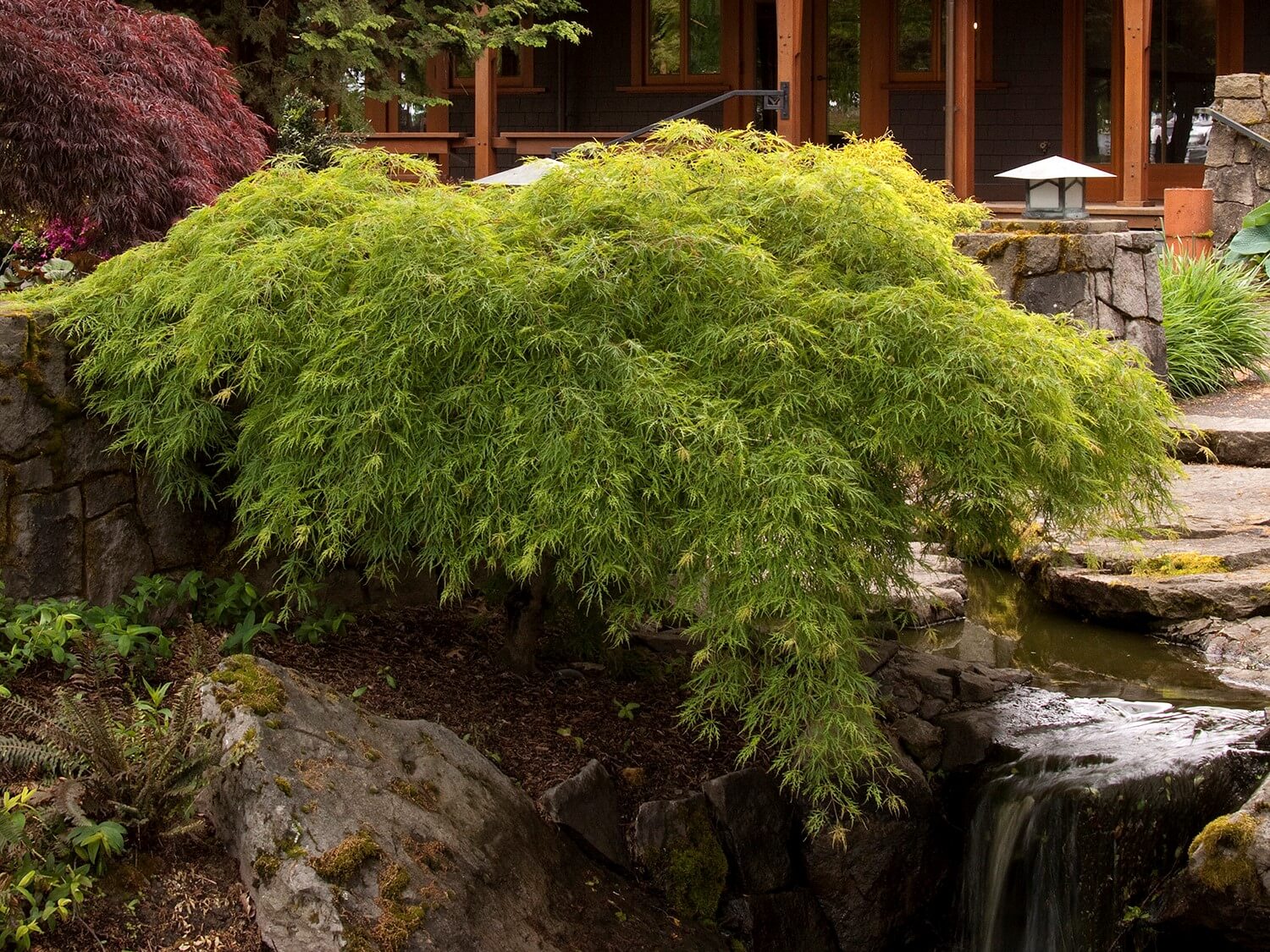 Maple, Japanese Waterfall