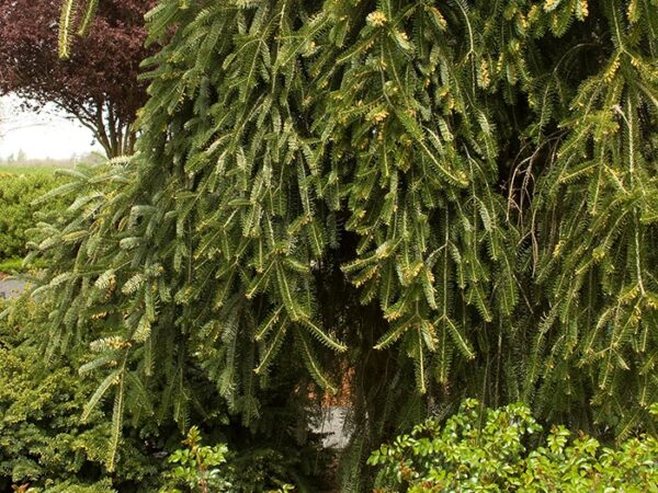 Spruce, Norway Weeping - Image 4