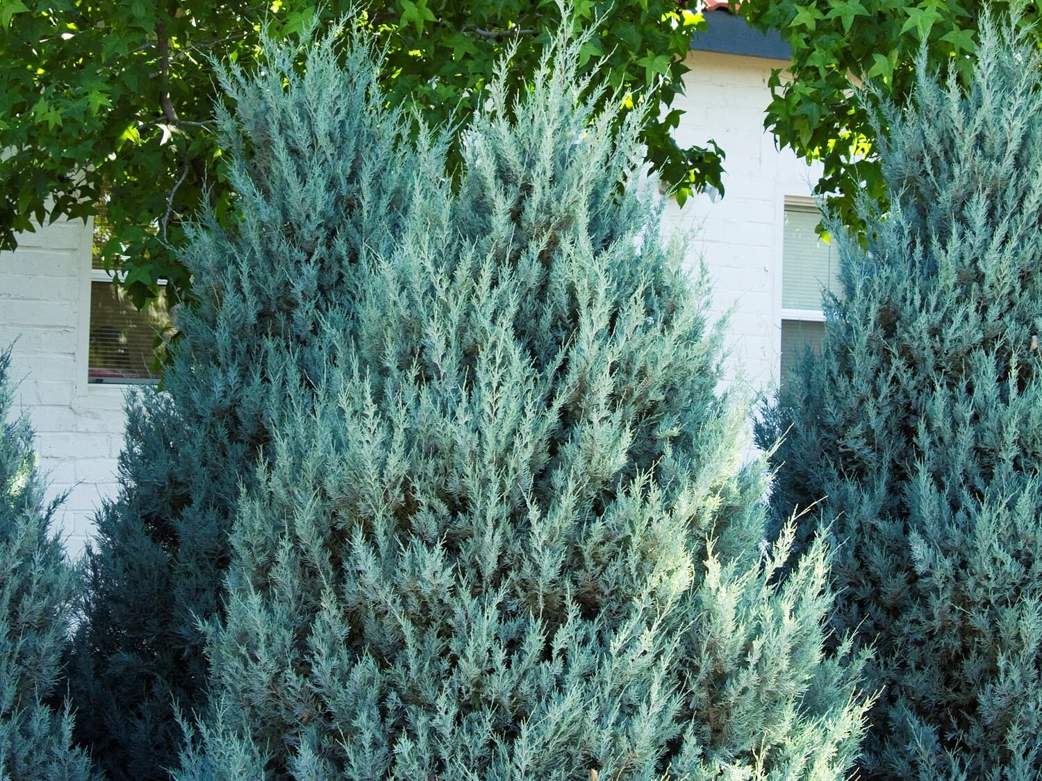 Juniper, Wichita Blue