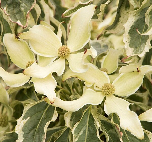 Dogwood, Kousa Wolf Eyes