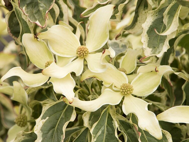 Dogwood, Kousa Wolf Eyes