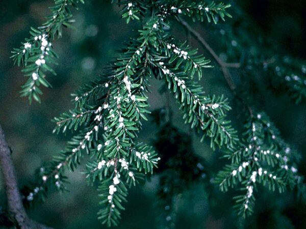 Hemlock, Canadian - Image 2