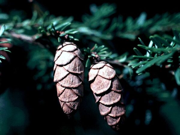 Hemlock, Canadian - Image 3
