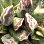 Adromischus cooperi