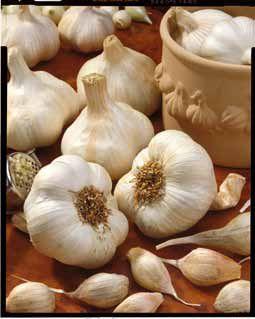 Garlic, California Softneck